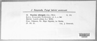 Puccinia oblongata image